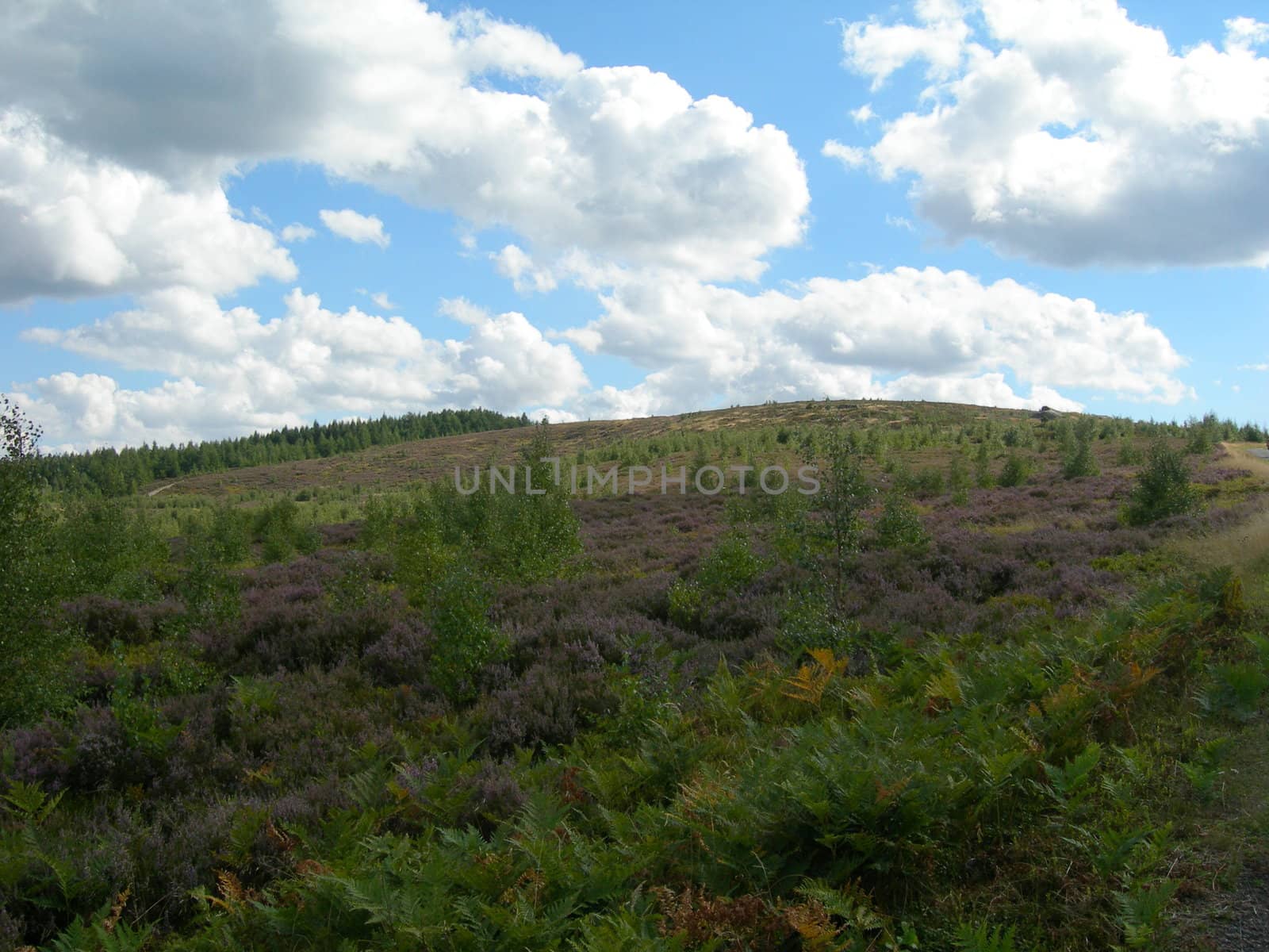 Beautiful moor of Sumava, Czech Republic and a blue sky