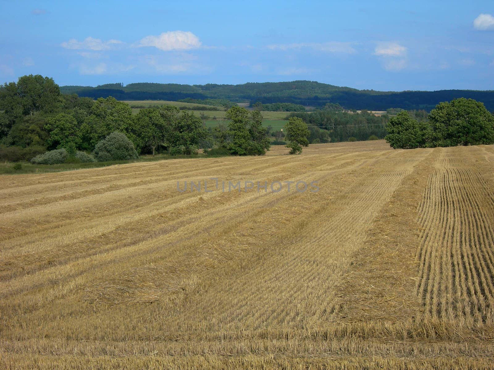 Wheat field shortly after the harvest and a blue sky