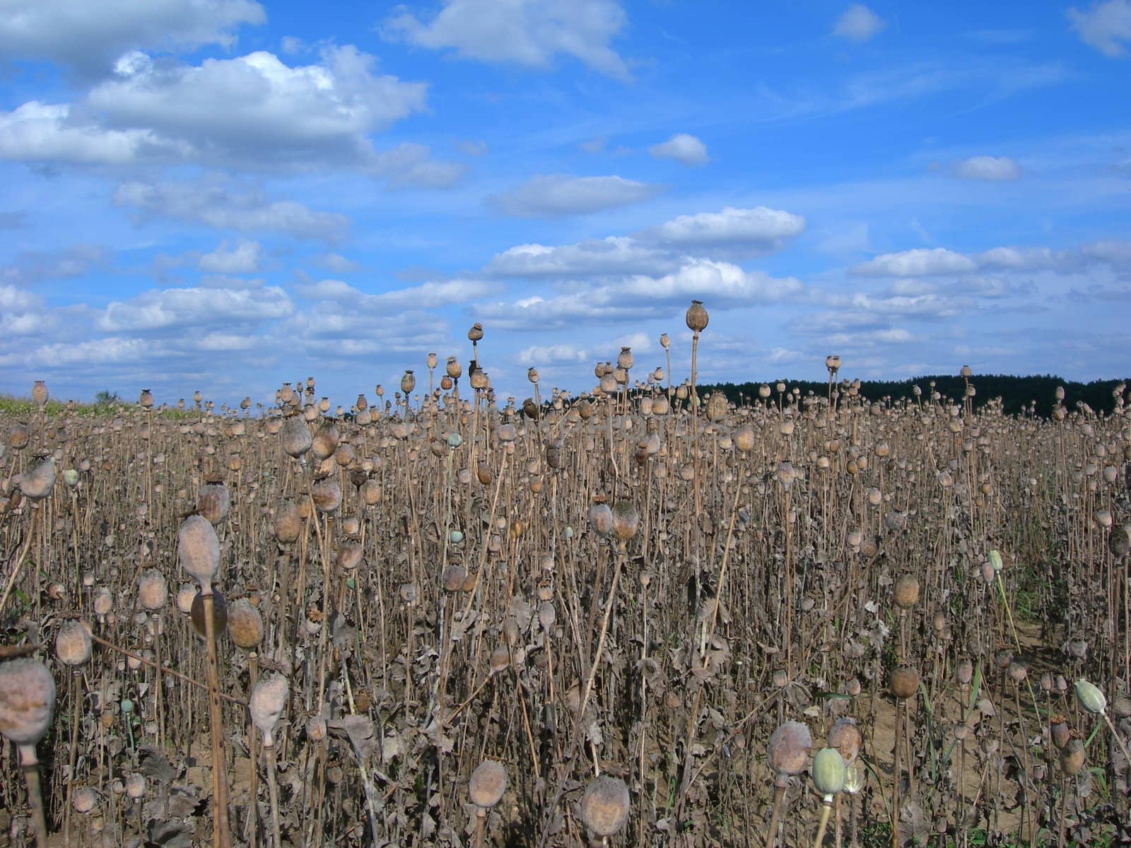 Field with rape poppy with many heads