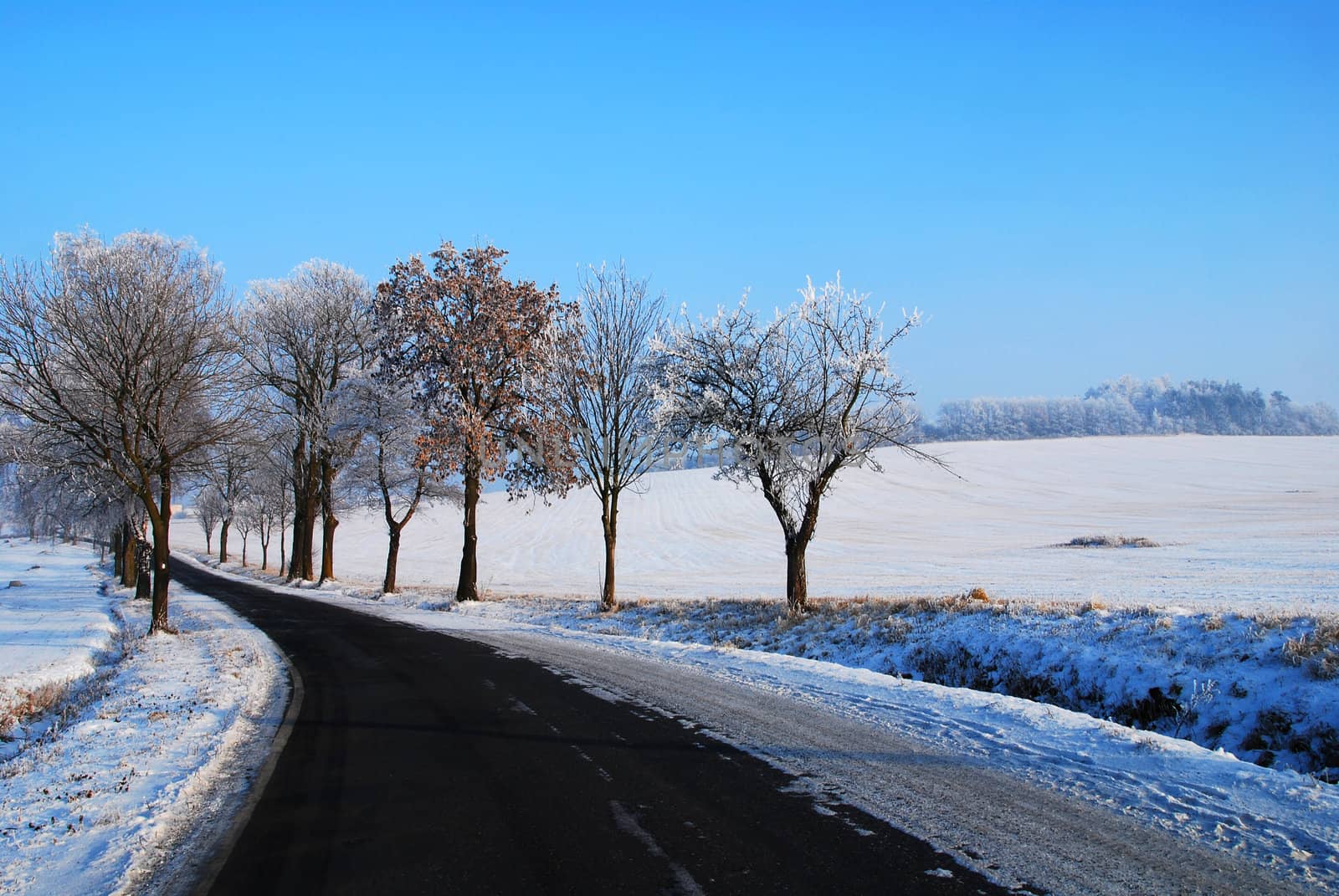  Photo of a road in the frozen forest 