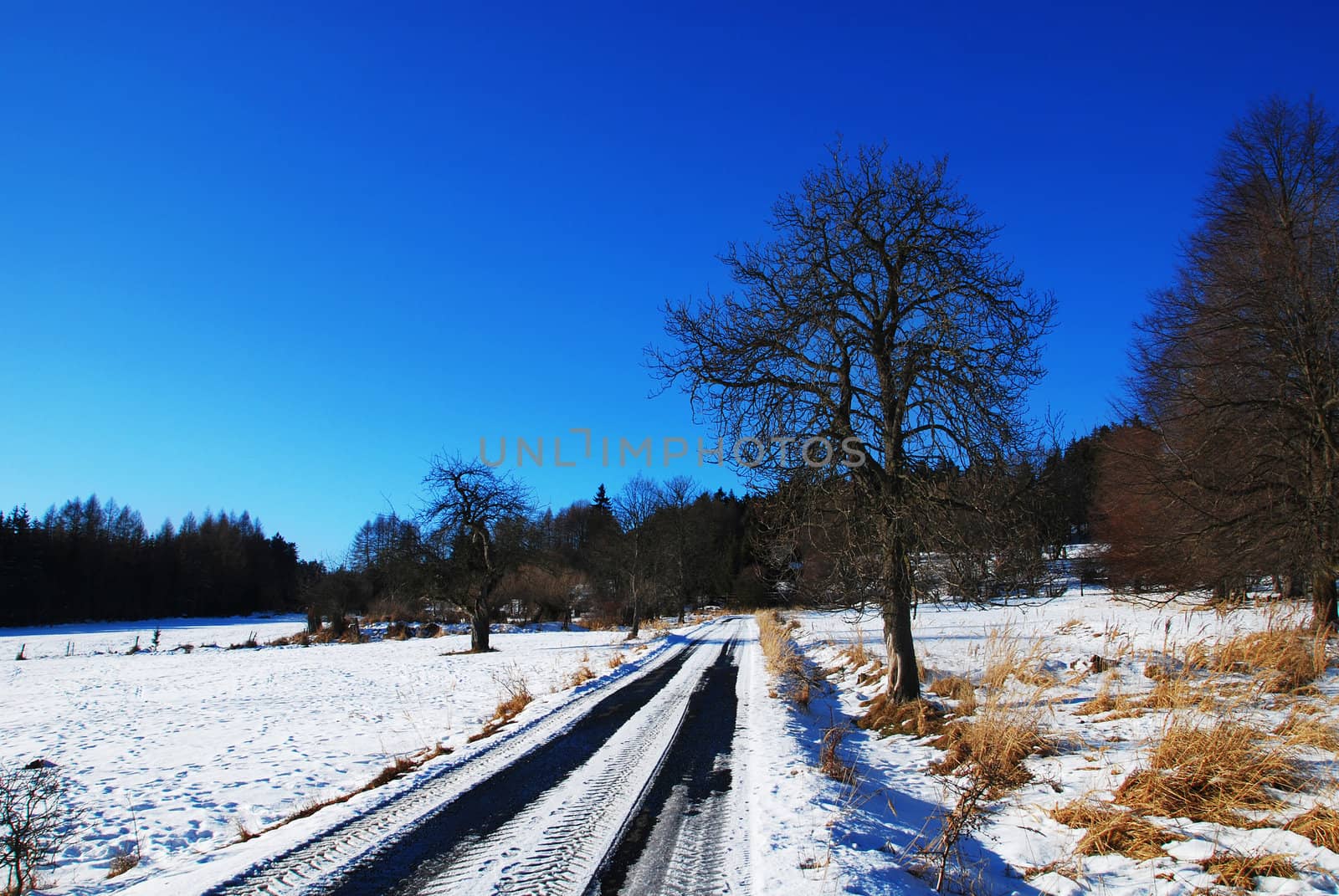  Photo of a frozen road in the fields and forest covered by snow