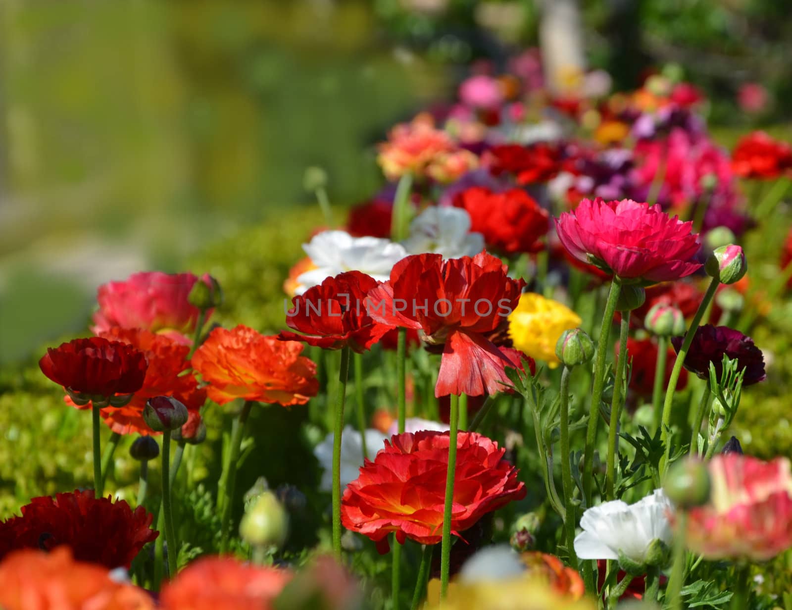 Beautiful colorful spring flowers in the grass