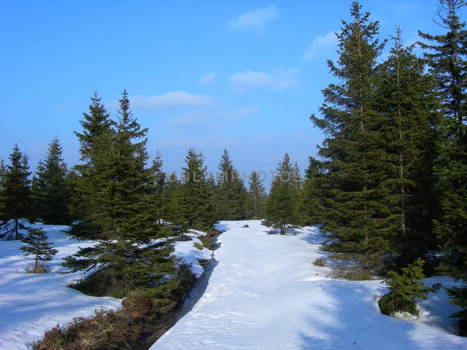  Photo of a frozen forest covered by snow