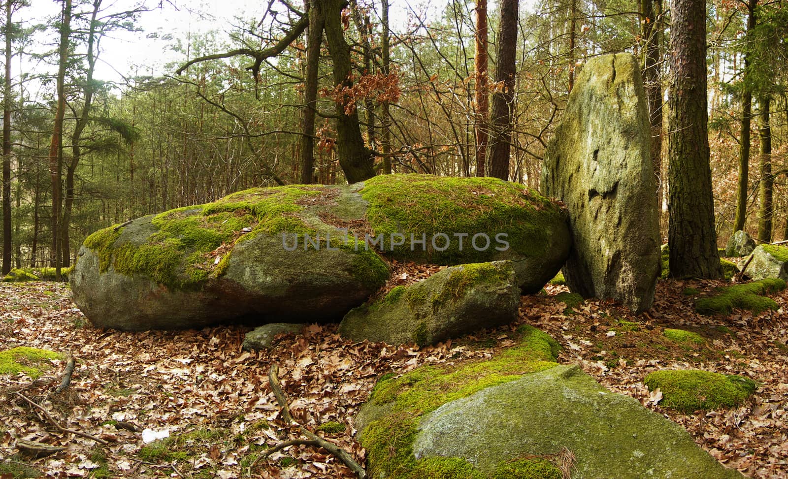 Boulders on forest by drakodav