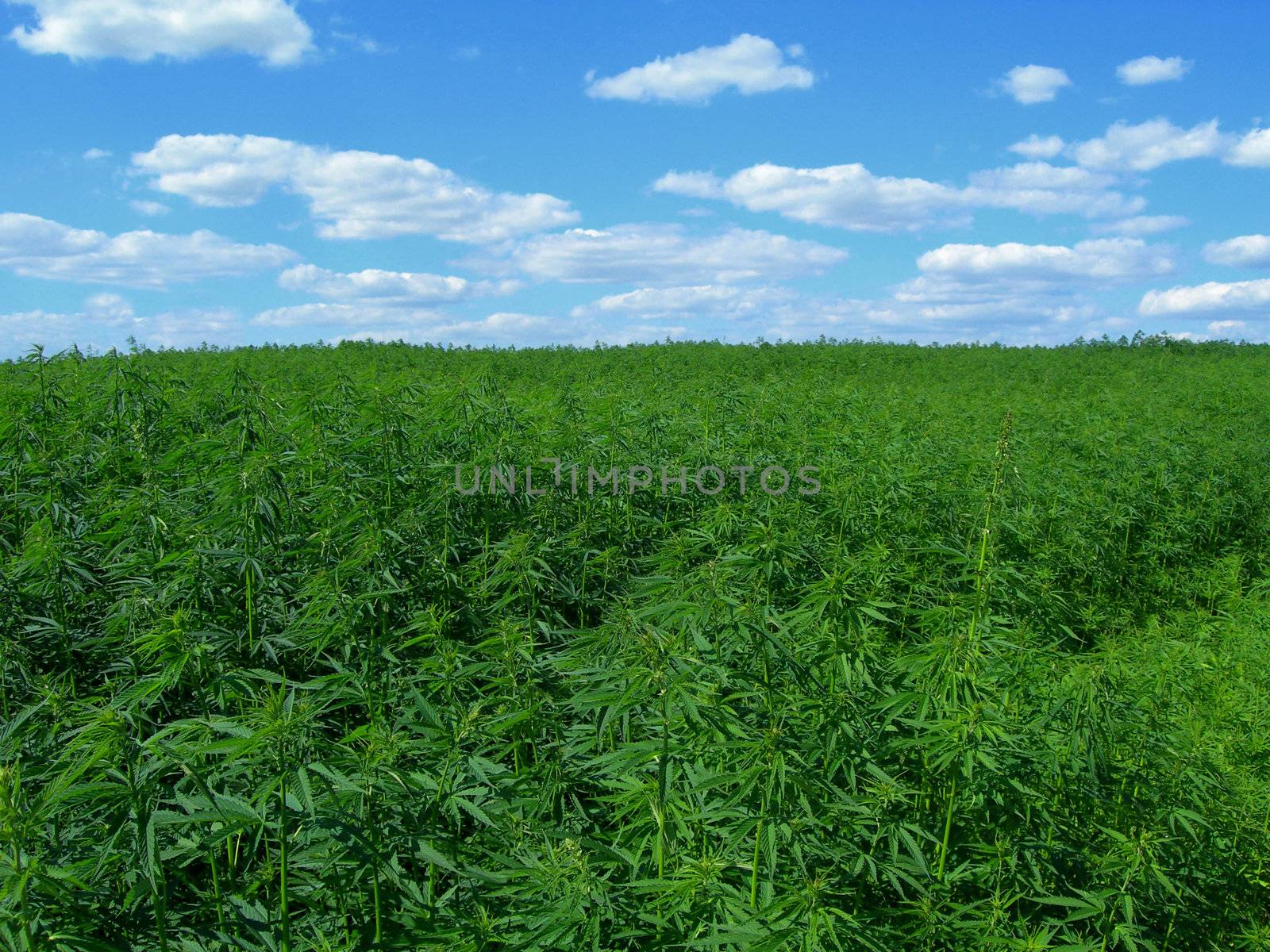    Field of hemp. Industrial kind of this plant is not a drug but a resource. It contains hardly any THC