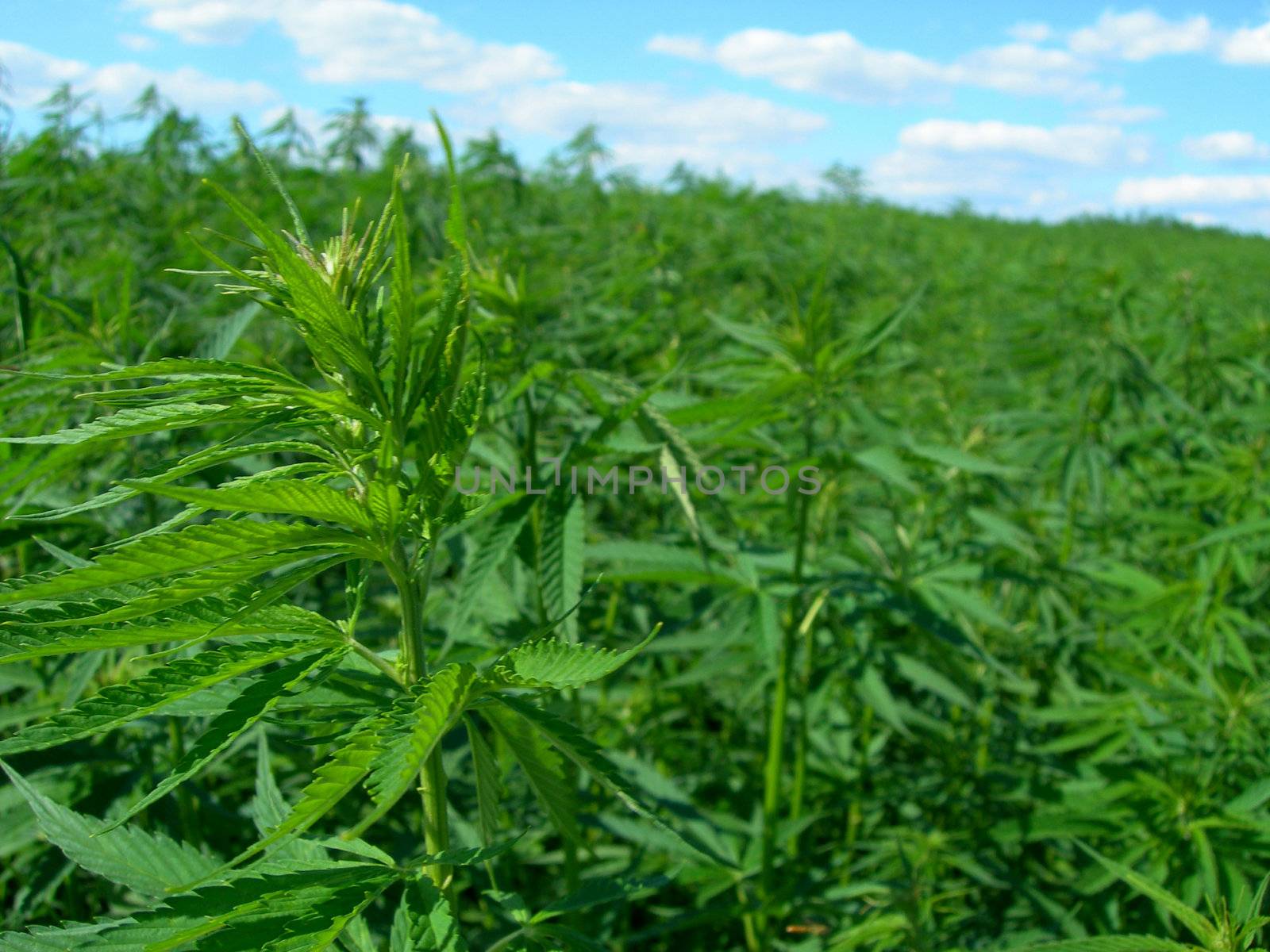           Technical hemp is not a drug but an industial resource. It contains hardly any THC