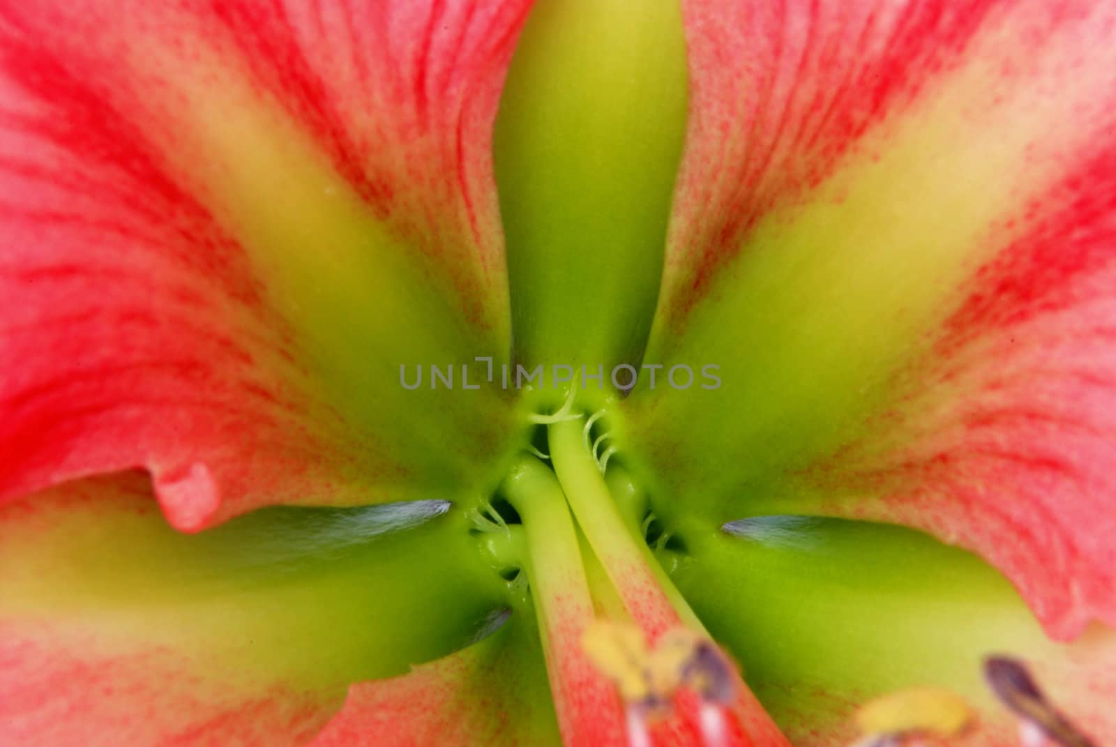 Amaryllis macro - detail of pink flower with green leaves - background