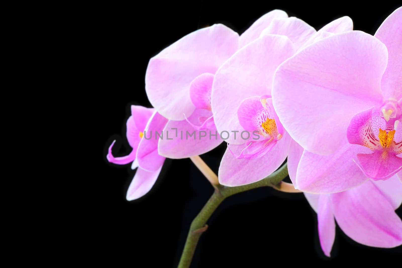 The beautiful purple orchid on black background