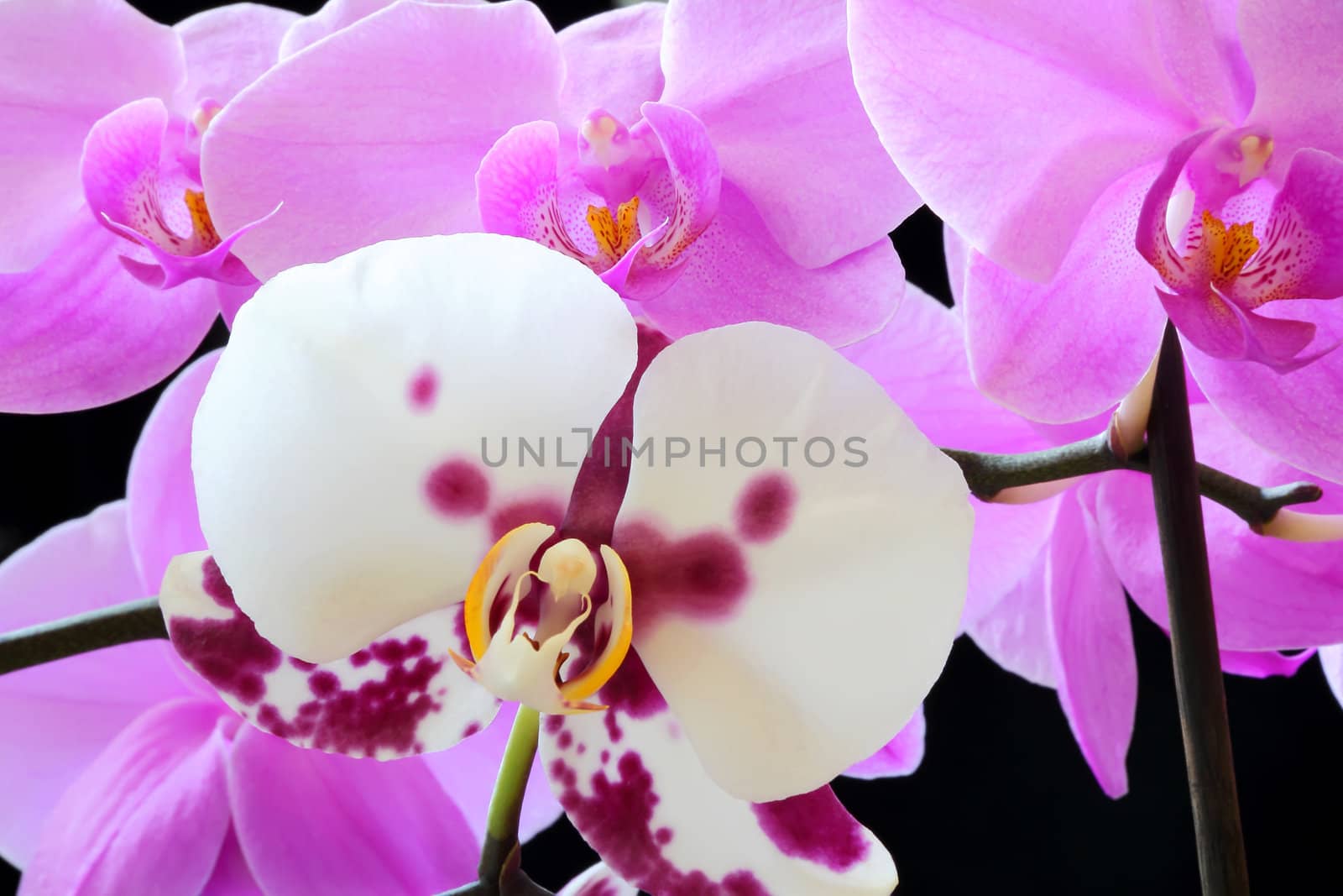 The beautiful purple and white orchid on black background