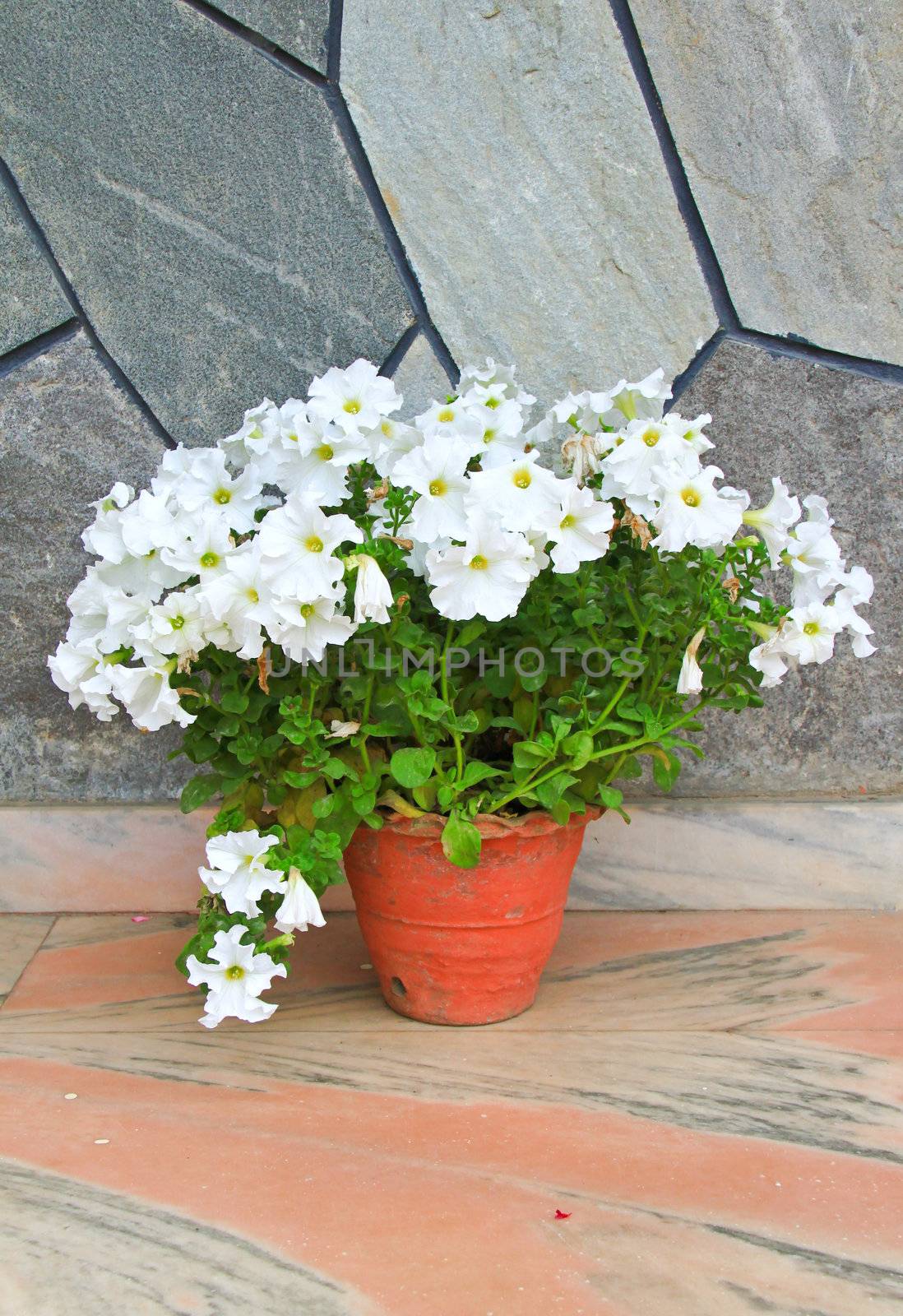 white flower in pot for decorated garden