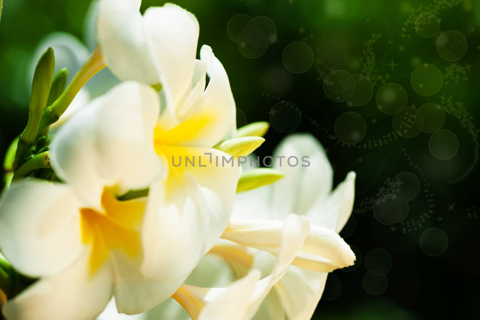 frangipani tropical spa flowers, green lefs in background