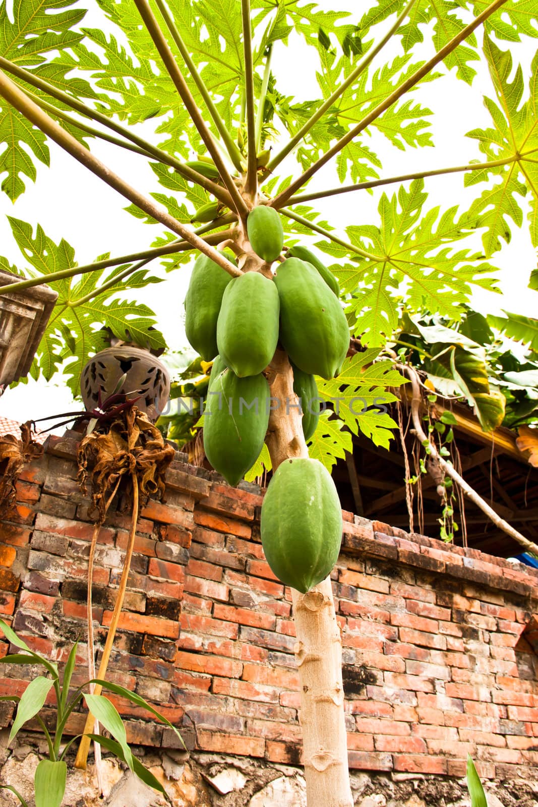 Papaya trees inside walls of the house.