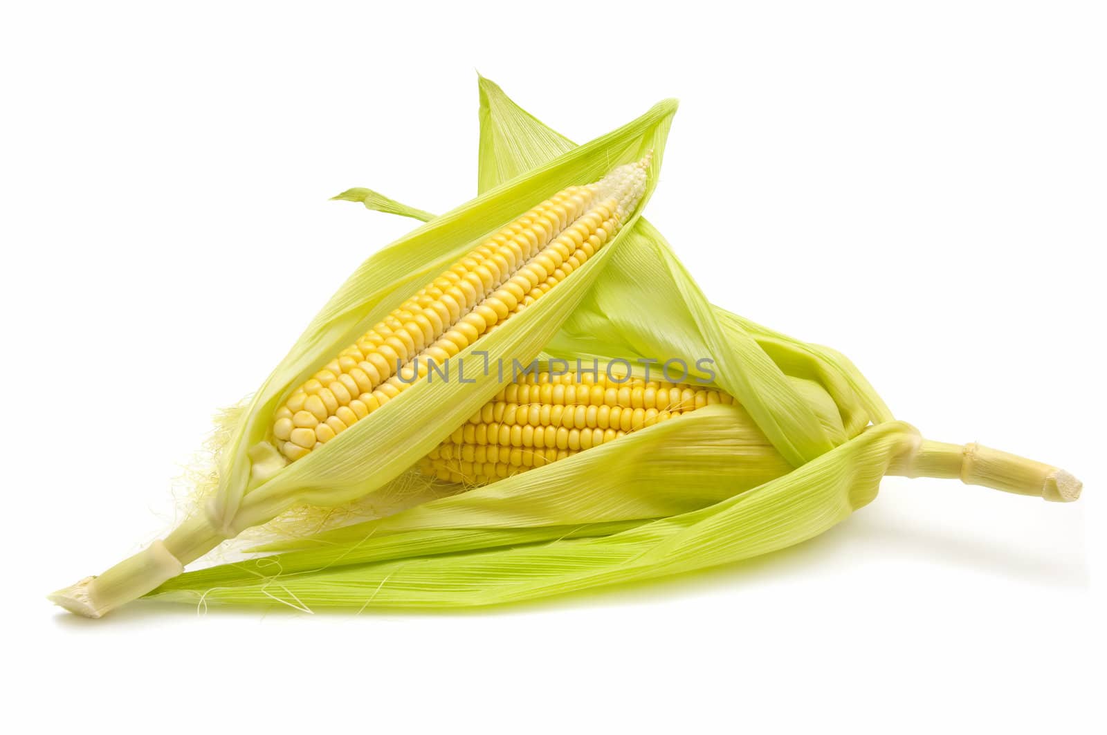 freshly harvested corn cobs on white background