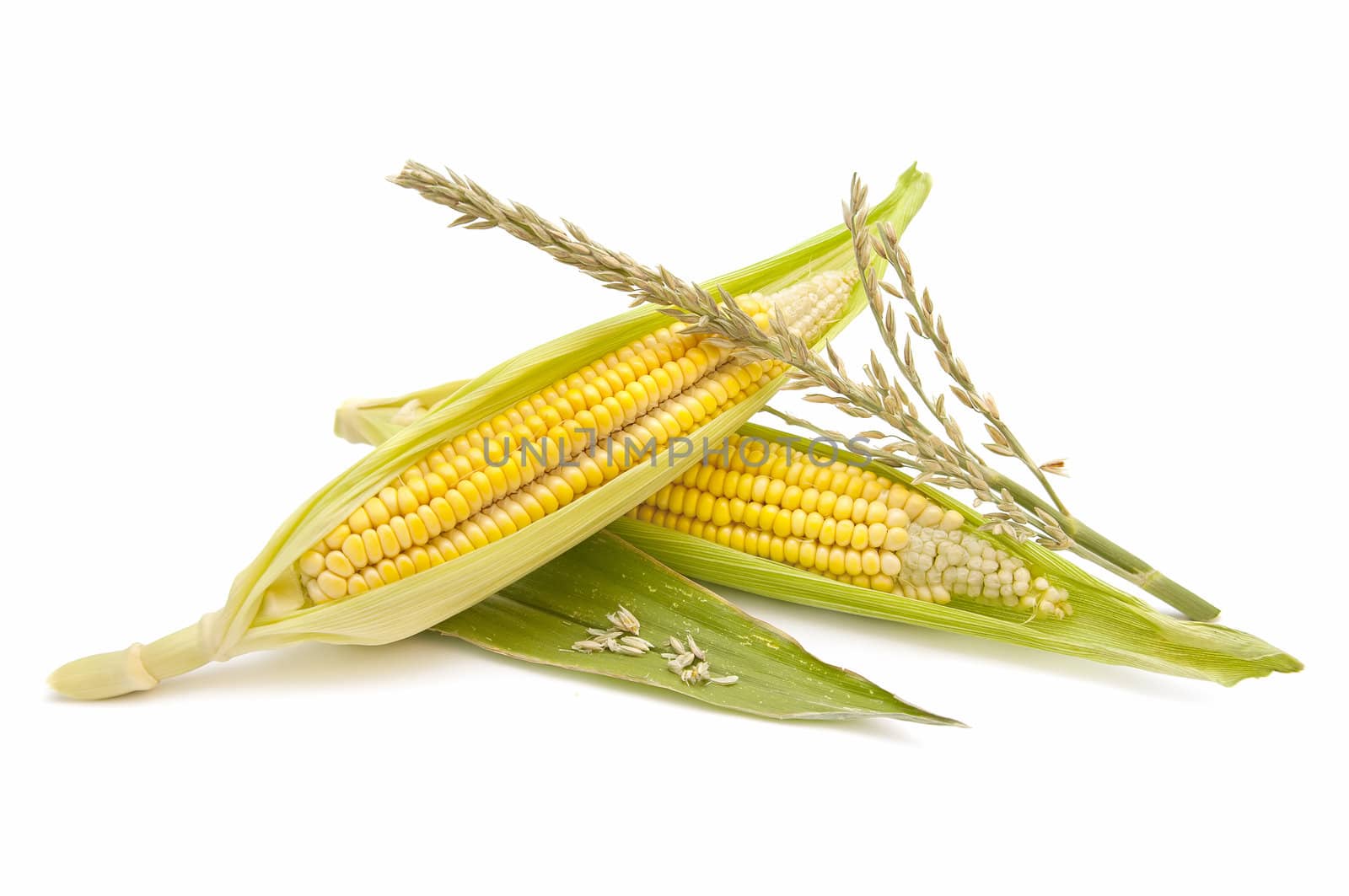 freshly harvested corn cobs on white background