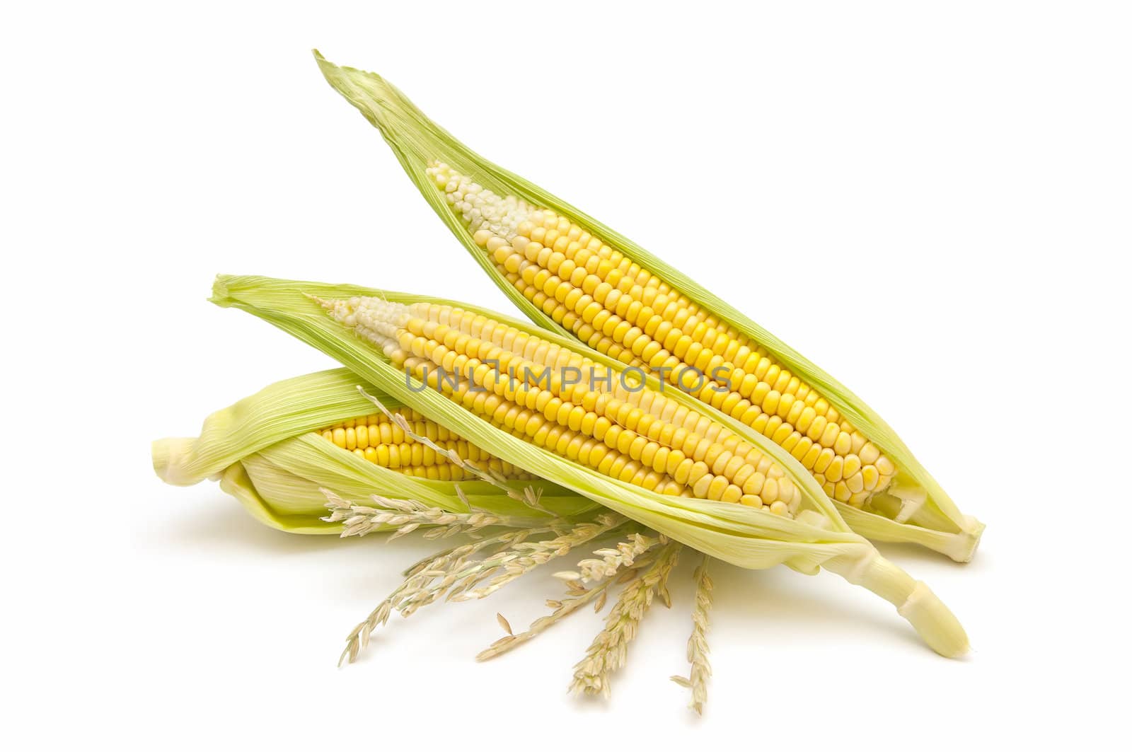 freshly harvested corn cobs on white background