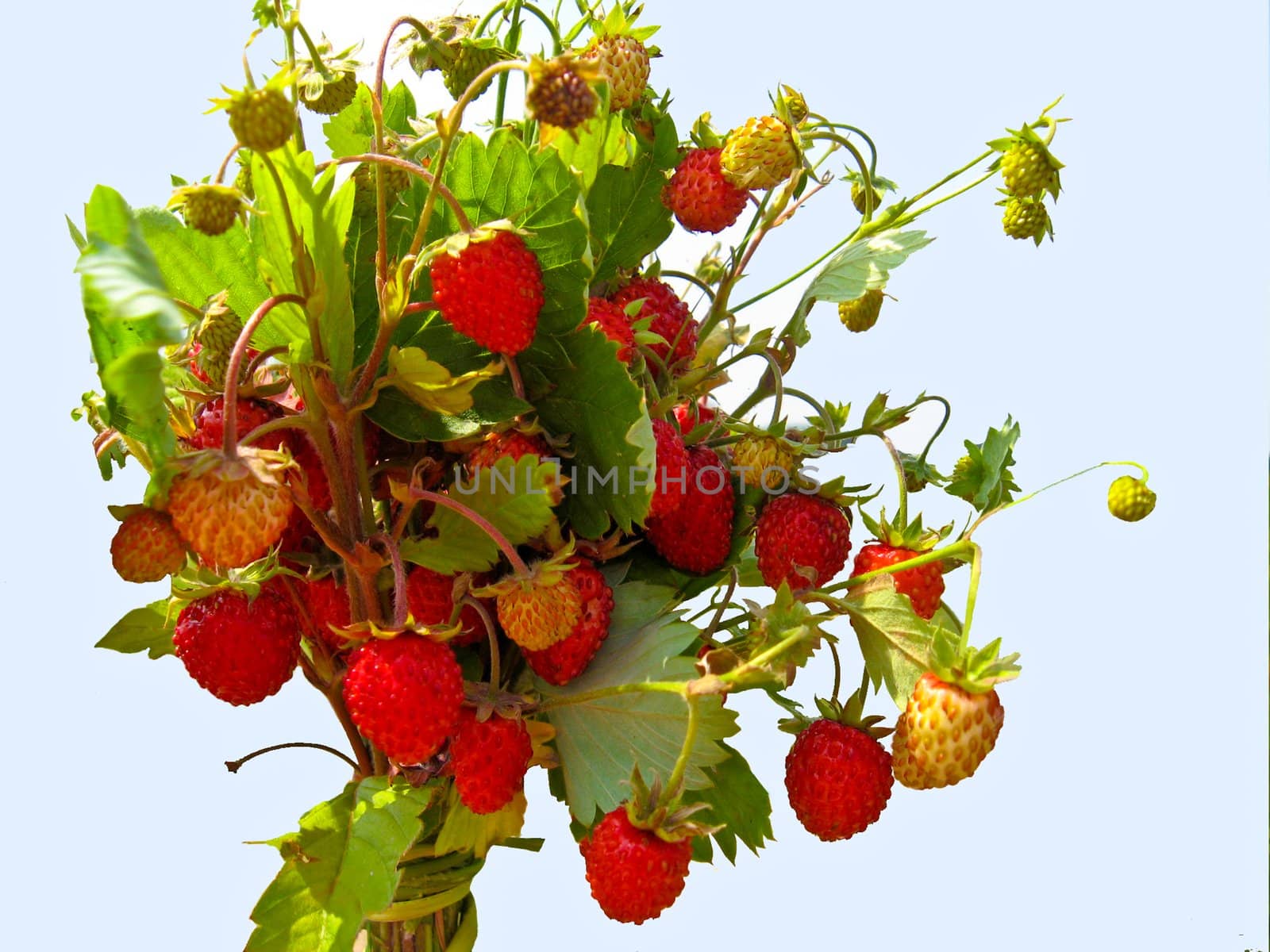 Beautiful wild strawberry found in a wood by alexmak