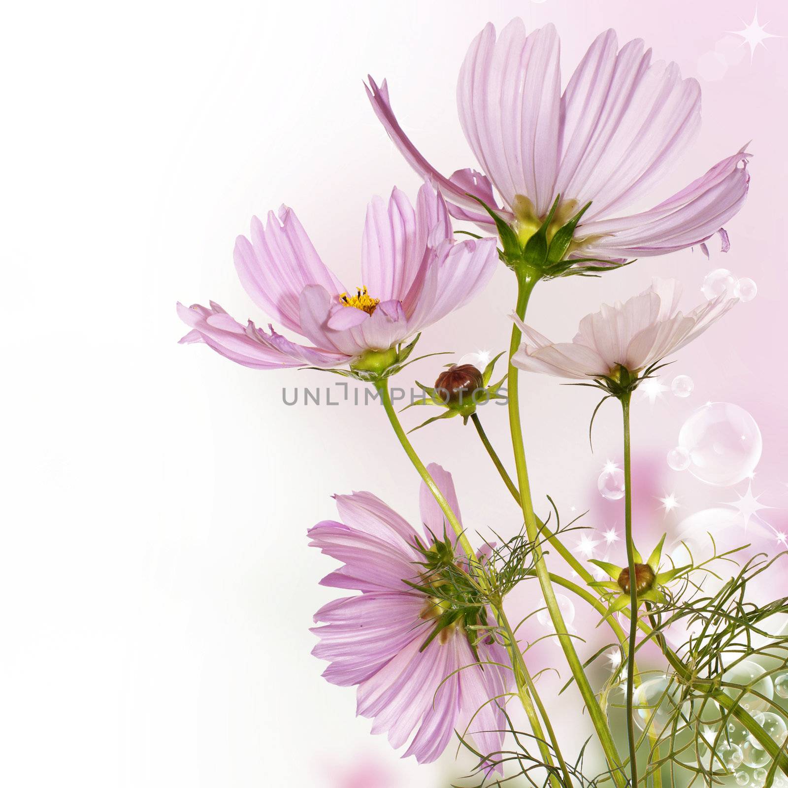 Flower decorative border by sergey150770SV