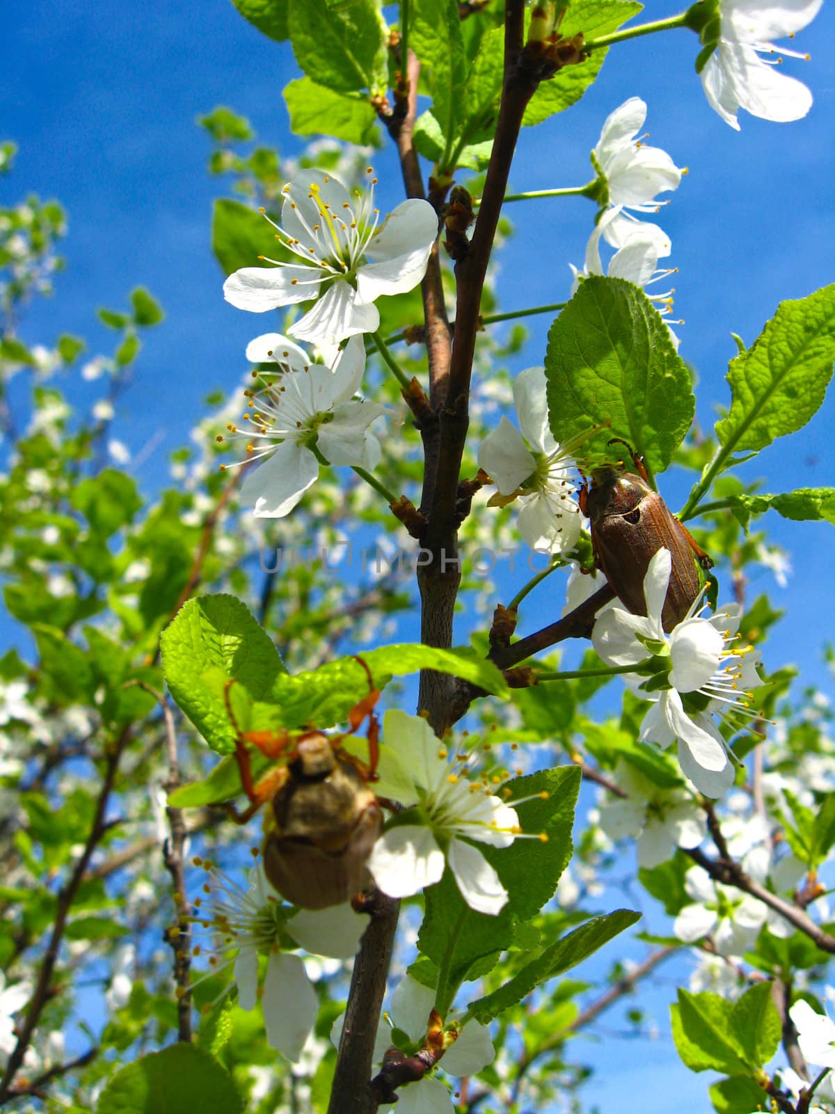 Chafers climbing on blossoming plum by alexmak
