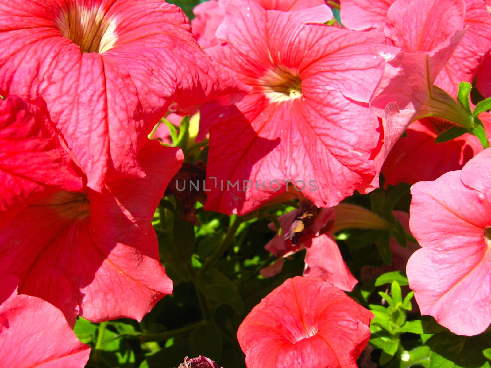 the image of some beautiful red flowers