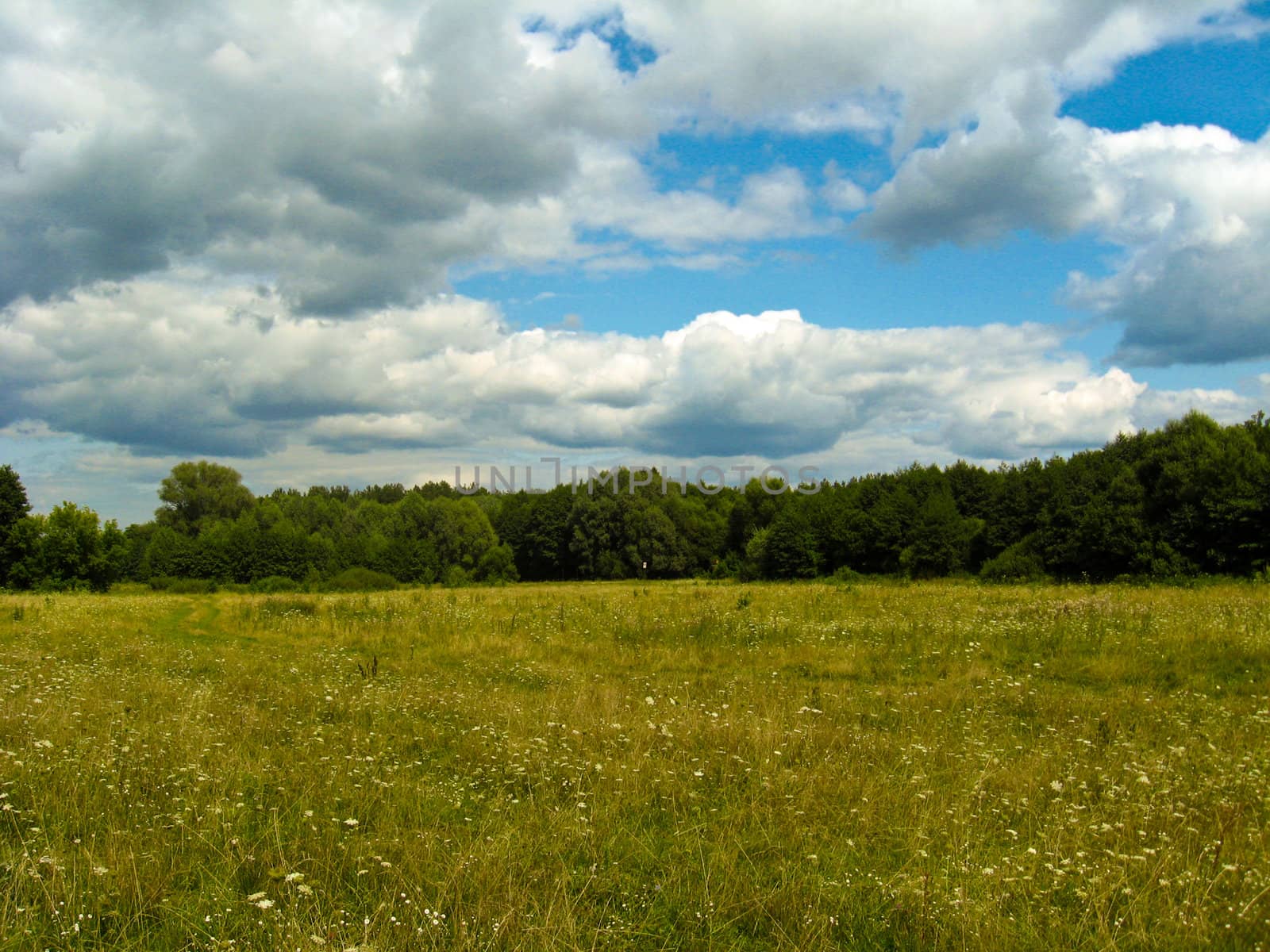 summer landscape with field, forest and blue sky