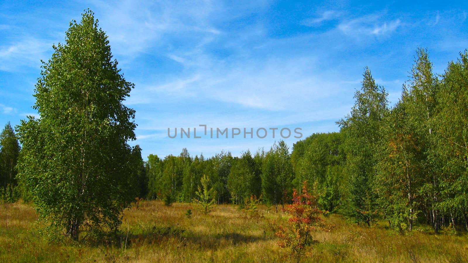 autumn landscape with field, forest and blue sky