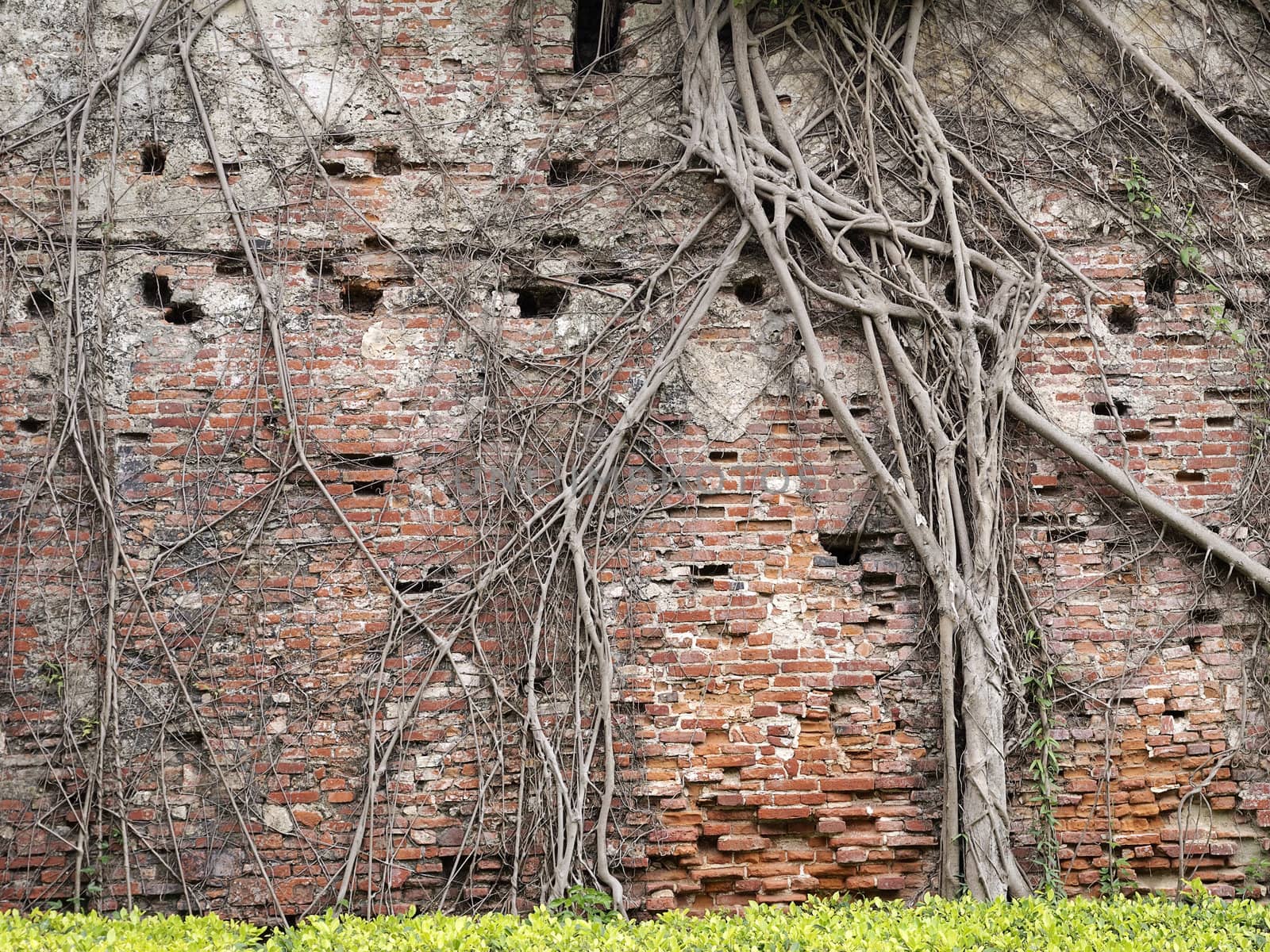 Tree root network on the old brick wall