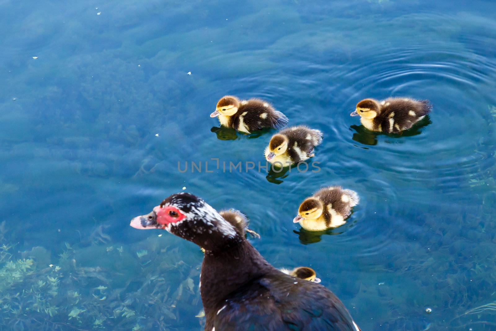 Duck and Baby Ducklings in the Water, Split, Croatia