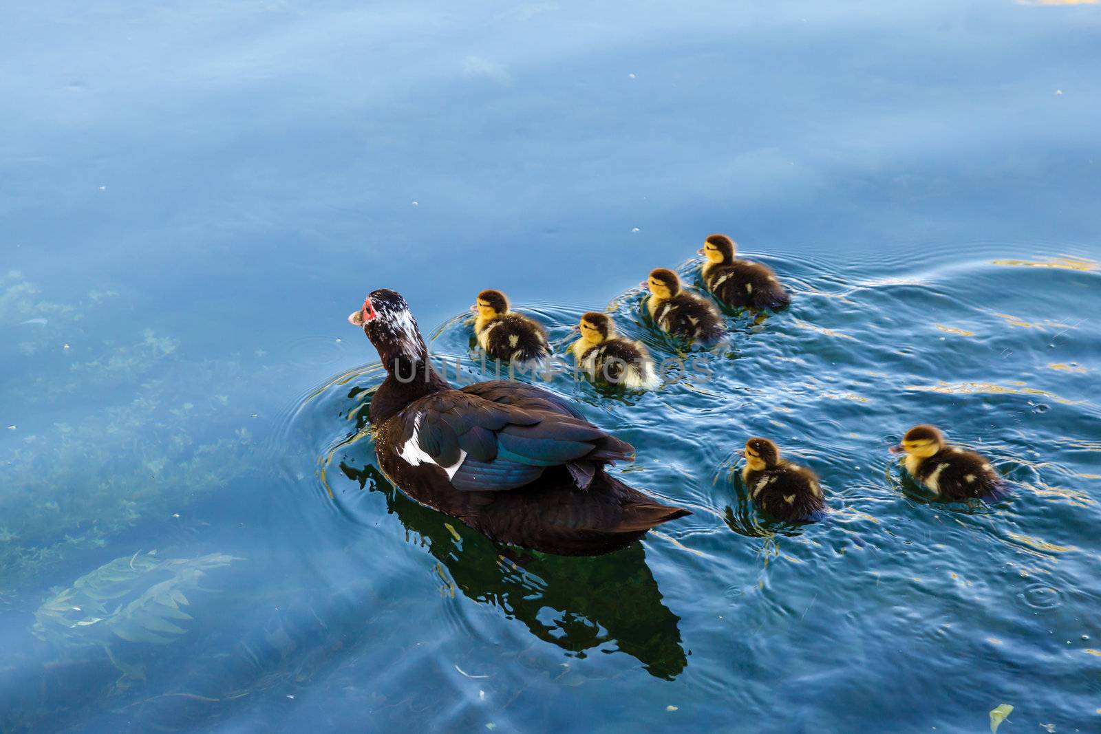 Duck and Baby Ducklings in the Water, Split, Croatia