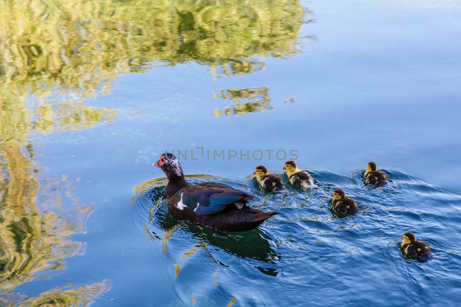 Duck and Baby Ducklings in the Water, Split, Croatia by anshar