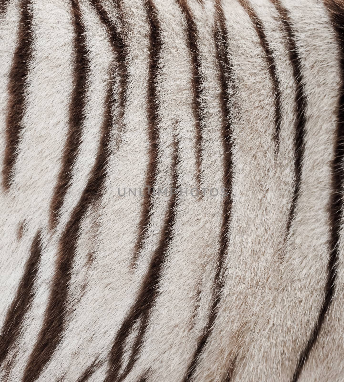 textured of real white bengal tiger fur