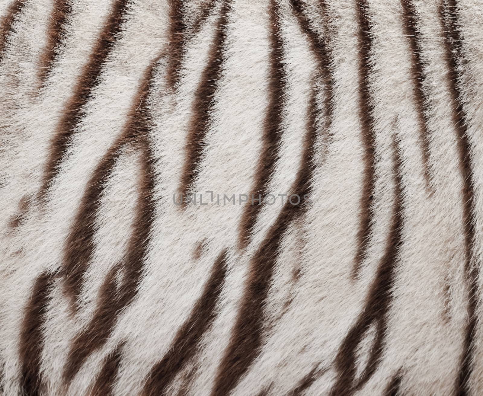 white bengal tiger fur by anankkml