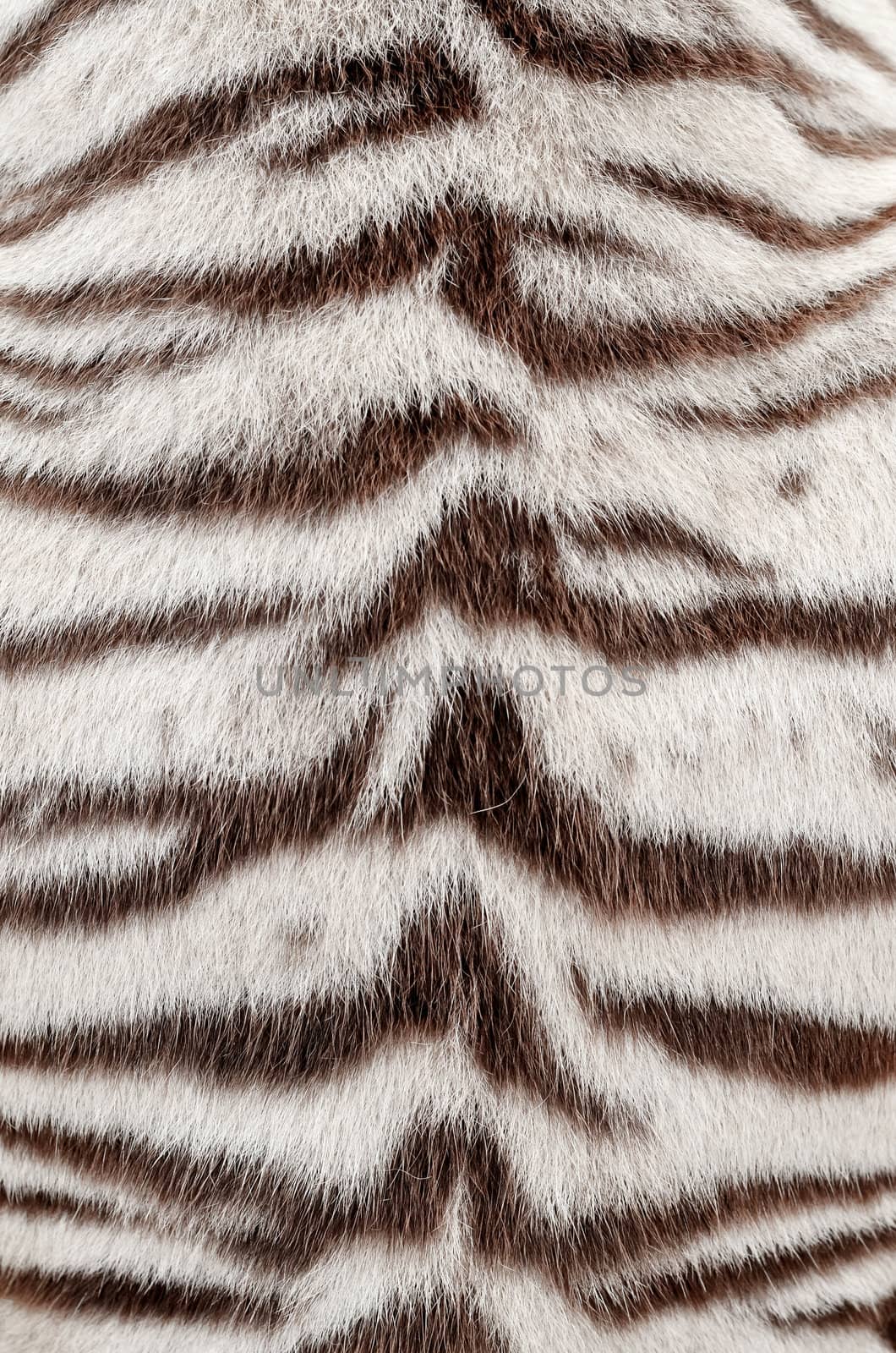 white bengal tiger fur by anankkml