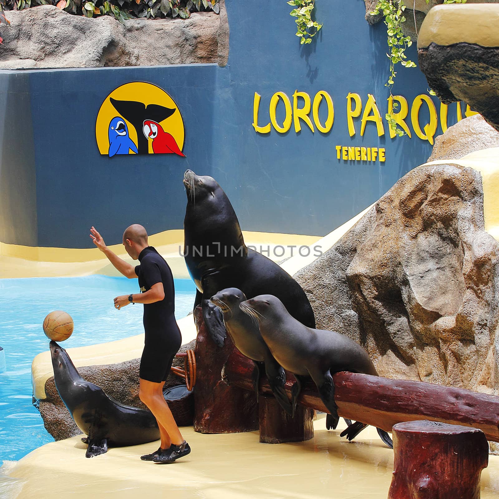 PUERTO DE LA CRUZ, TENERIFE - JULY 4: Sealion show in the Loro Parque, which is now Tenerife's largest man made attraction July 4 2012 Puerto De La Cruz, Tenerife