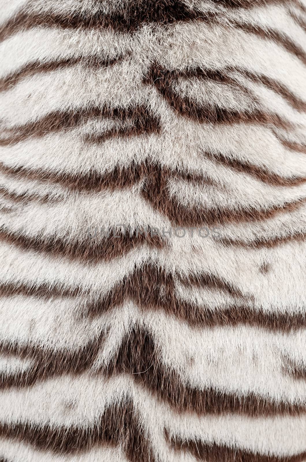 white bengal tiger fur by anankkml