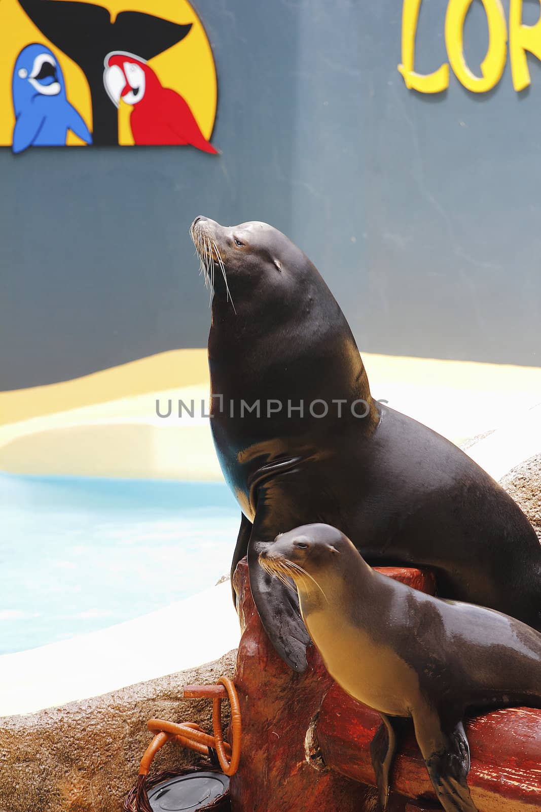 Sealion Show by mhprice