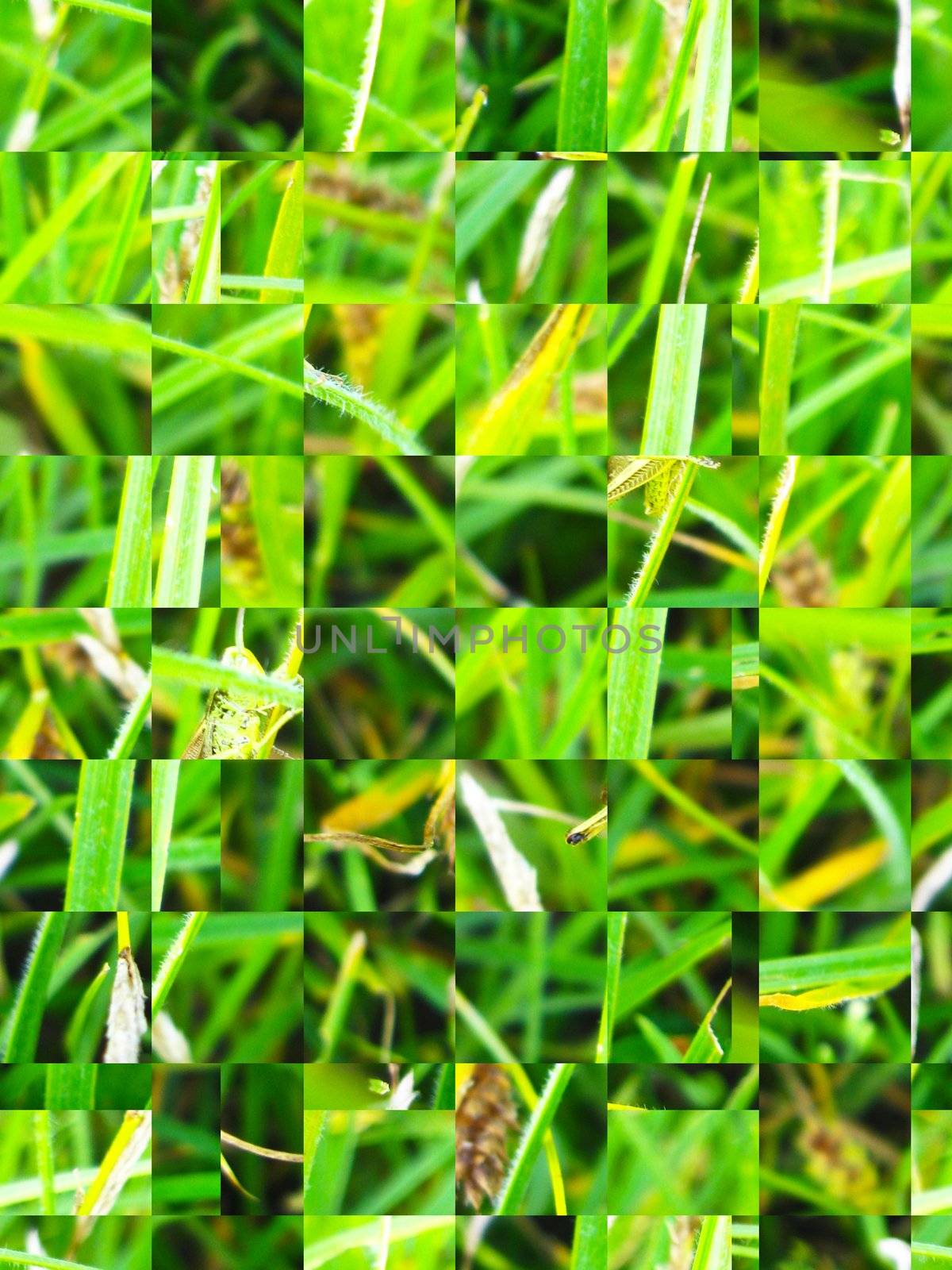 The image of green transparent background and texture