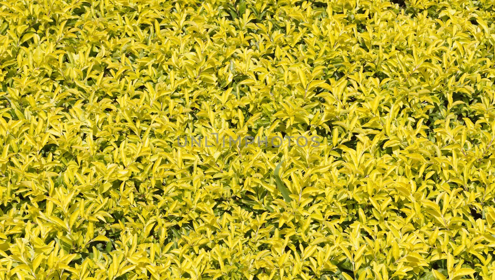 Yellow and green leaves background in sunny day morning.