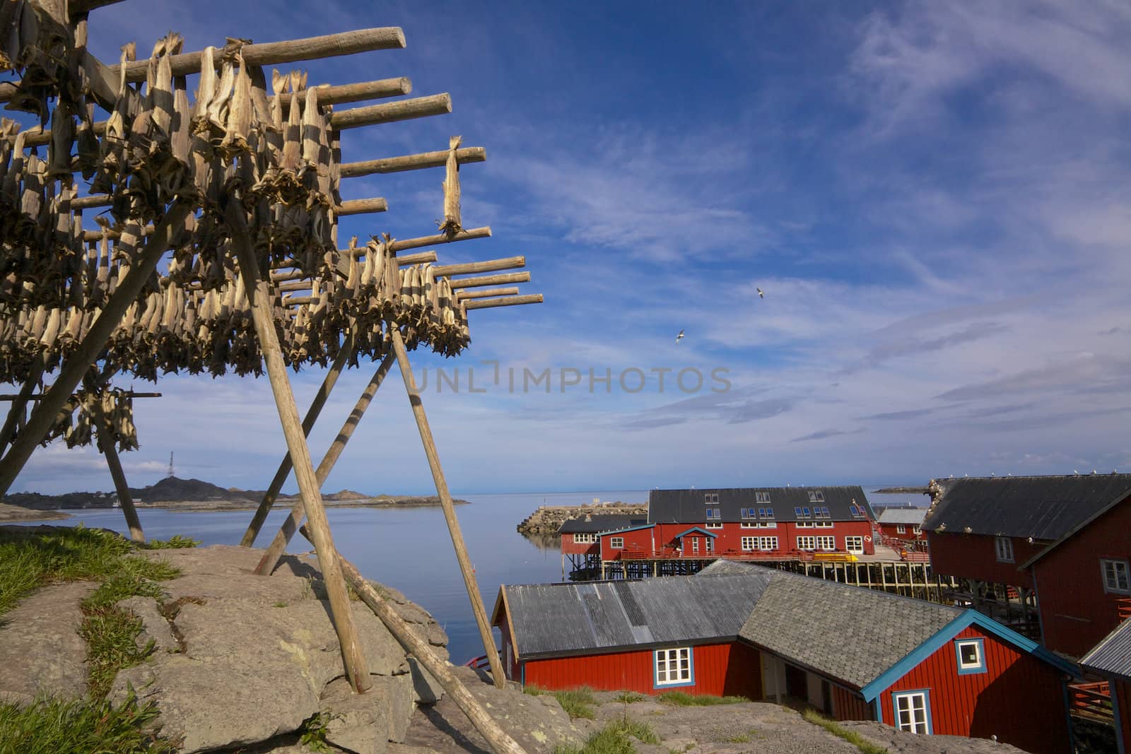 drying stockfish in traditional way on Lofoten islands with red fishing rorbu huts by the fjord