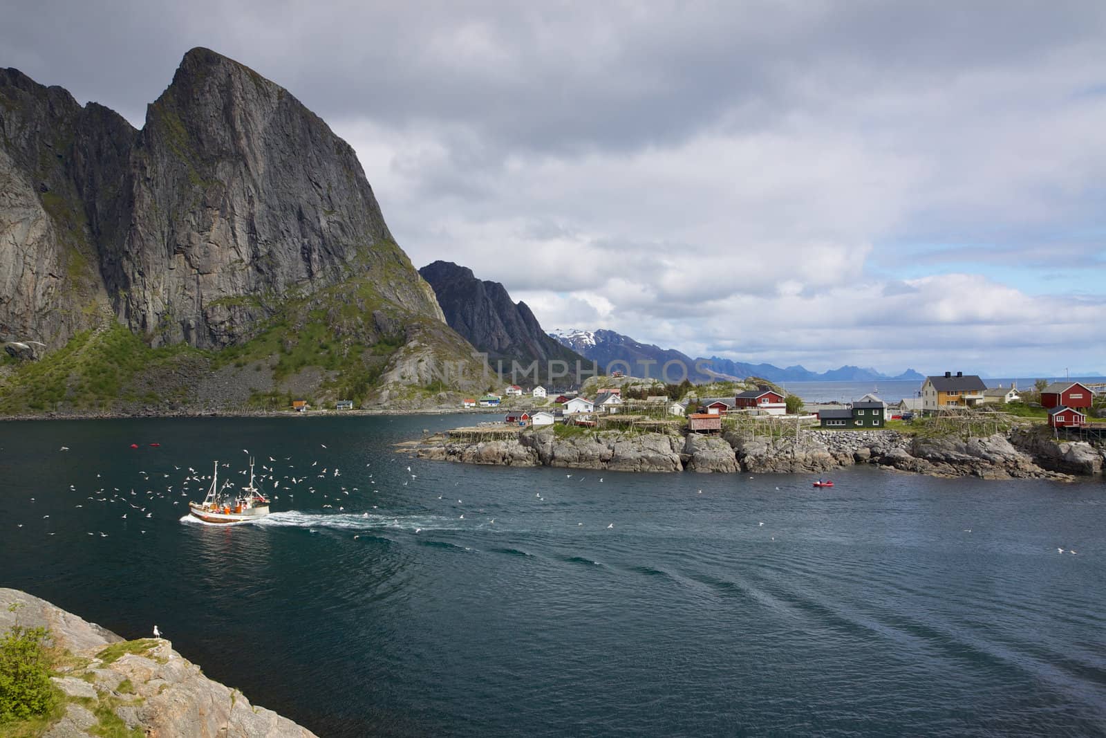 Traditional norwegian fishing boat surrounded by seagulls sailing through fjord