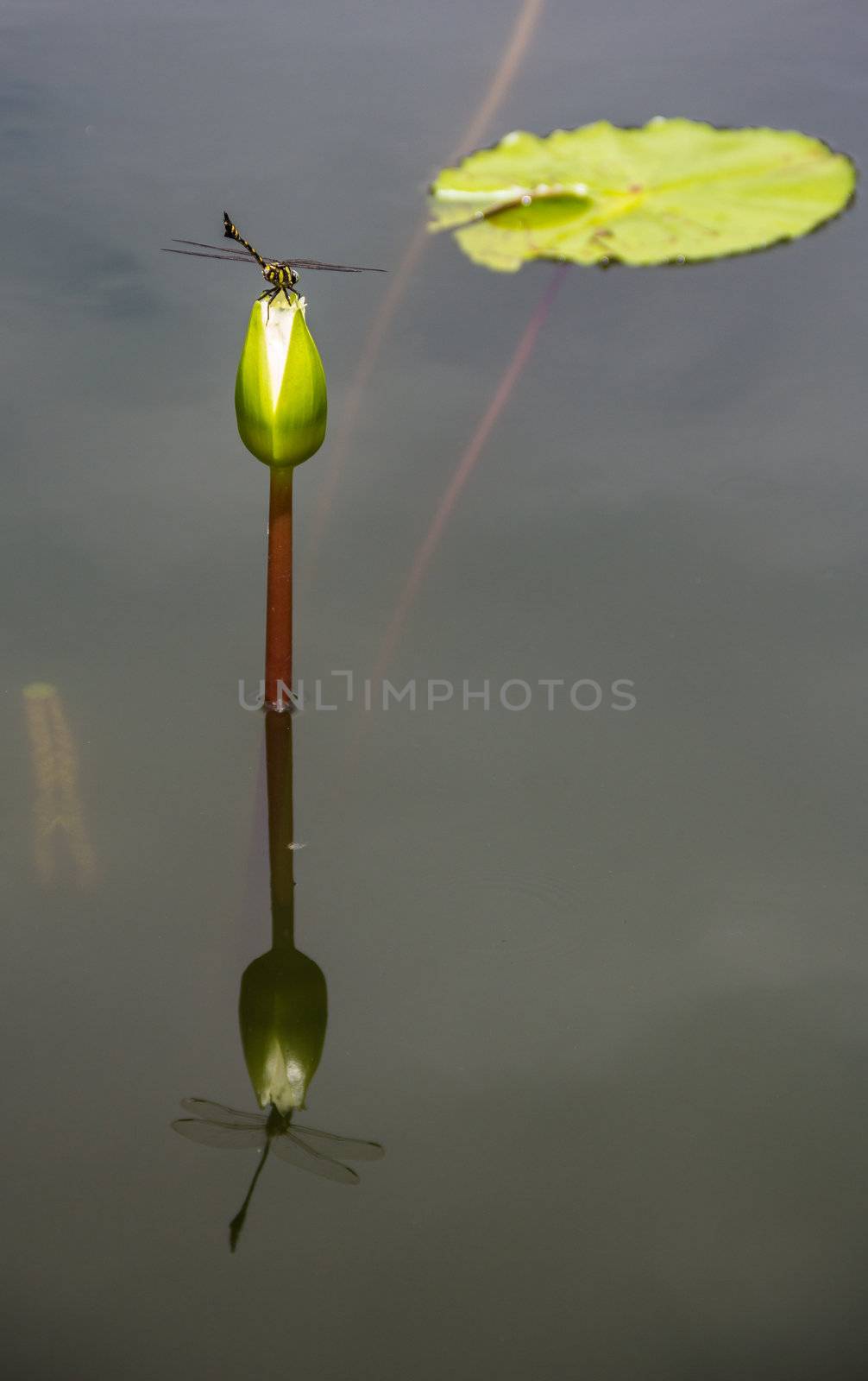 Dragonfly on young water lily by punpleng