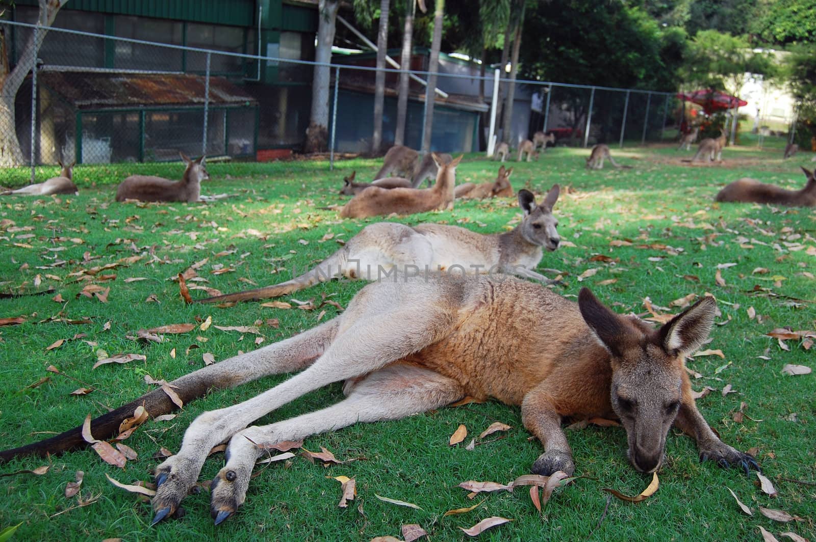 Kangaroos lying on grass by danemo