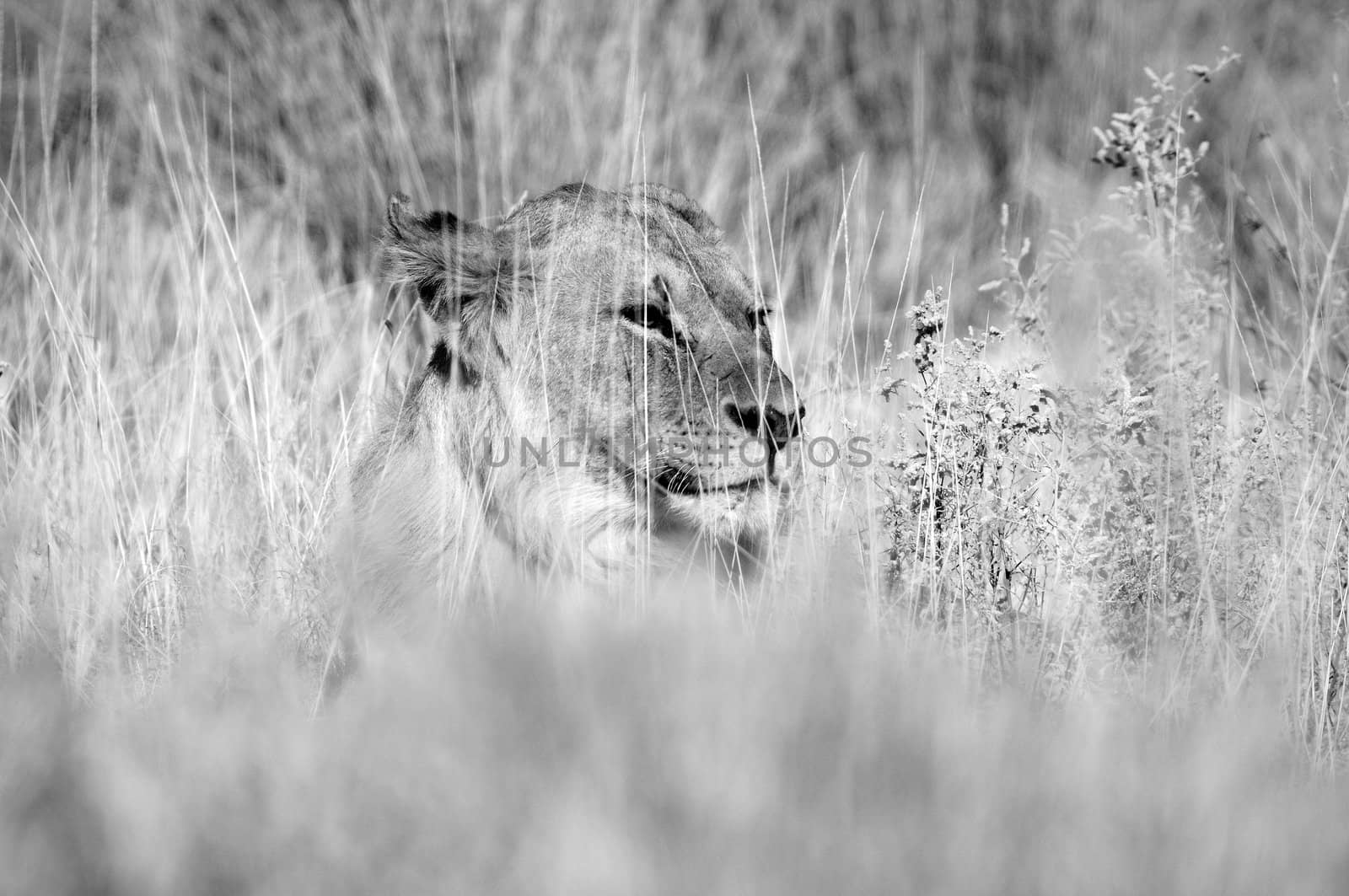 A black and white Lion in the Etosha National Park, Namibia