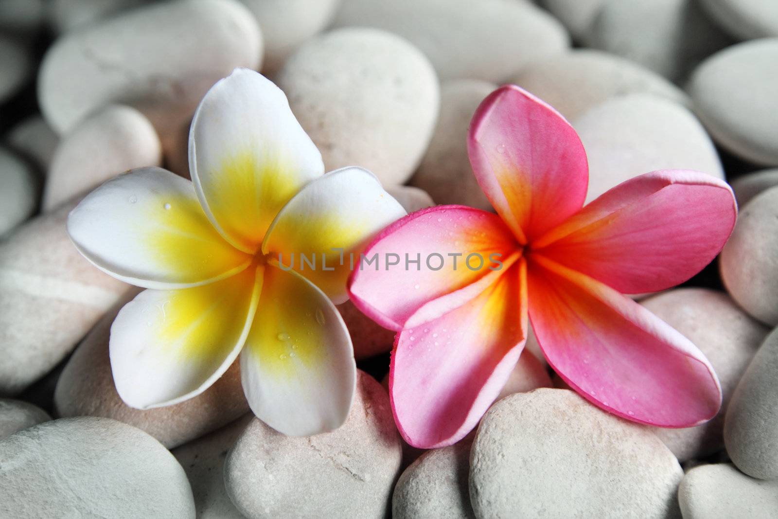 Yellow and red frangipani on therapy stones by photosoup