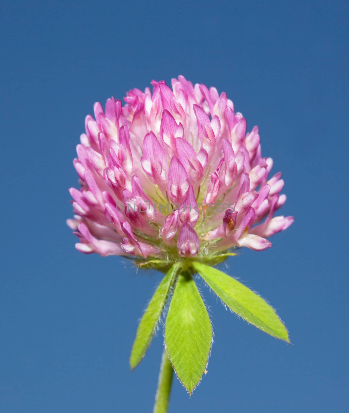 Red Clover flowerhead against the blue sky