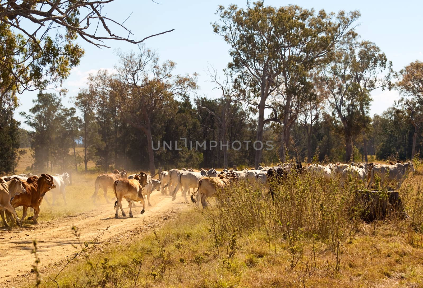 Brahman cows crossing dusty rural Queensland gravel road by sherj