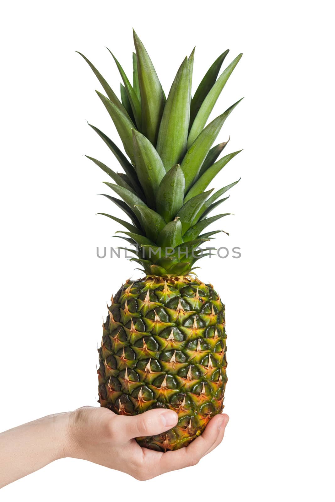 Human hand holding healthy eating pineapple fruit food white isolated
