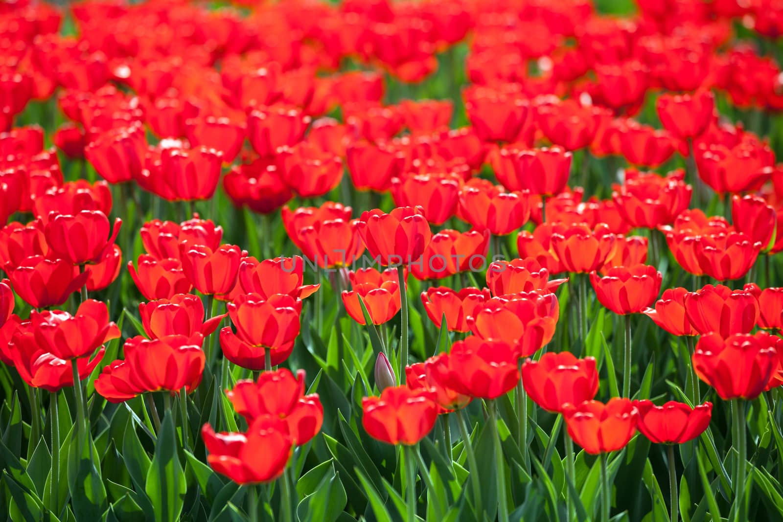 Green spring nature - red tulip flowers field in bloom