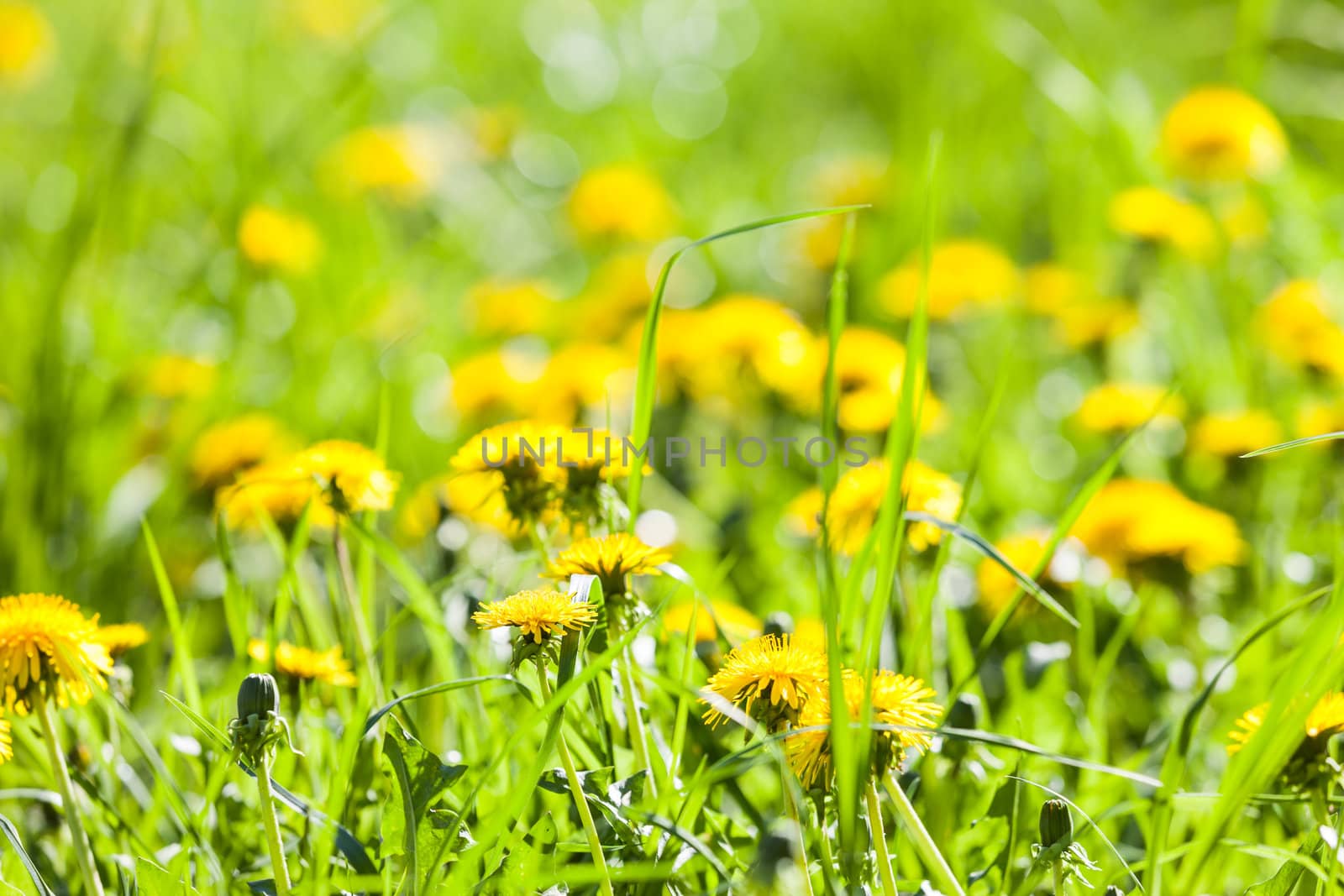 Green spring nature - yellow dandelion flowers field in bloom