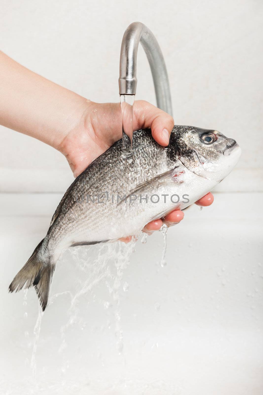 Healthy eating seafood - human hand washing raw gilthead fish food in kitchen sink flowing water