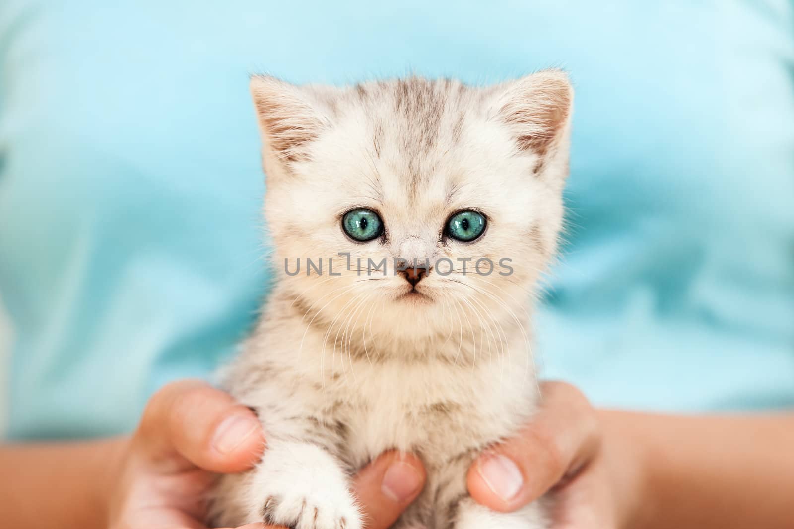 Human hands holding little british domestic silver tabby cat